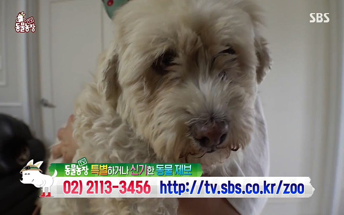 TV 동물농장.E1080.220732p-NEXT.mp4_20220731_174254.369.jpg