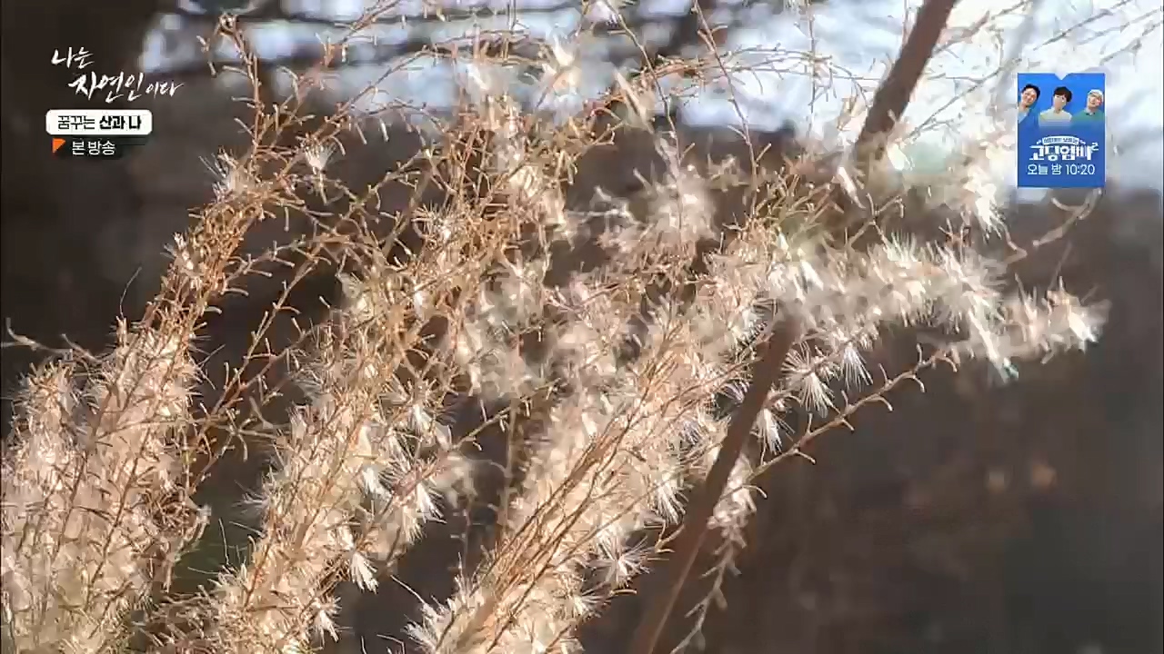 나는 자연인이다.E534.221229p.H264-F1RST.mp4_20221229_200034.018.jpg