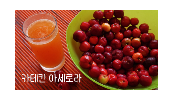 카테킨 아세로라 효능-다이어트 후기