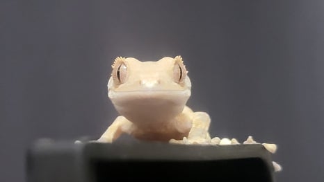 크레스티드게코