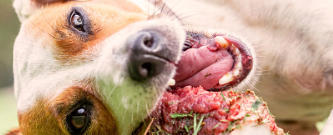 생식을 먹고있는 강아지 사진에 대한 설명