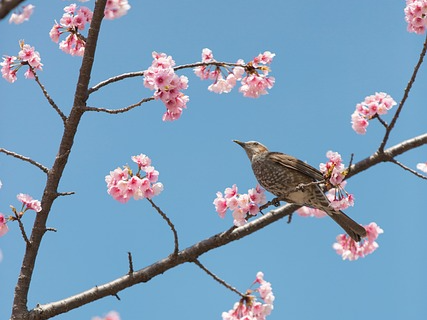 경상도 벚꽃