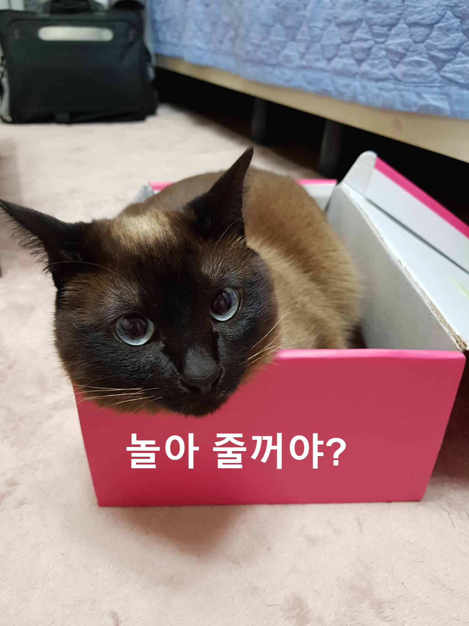  고양이 품종, 종류 - 샴고양이 특징, 성격, 개냥이