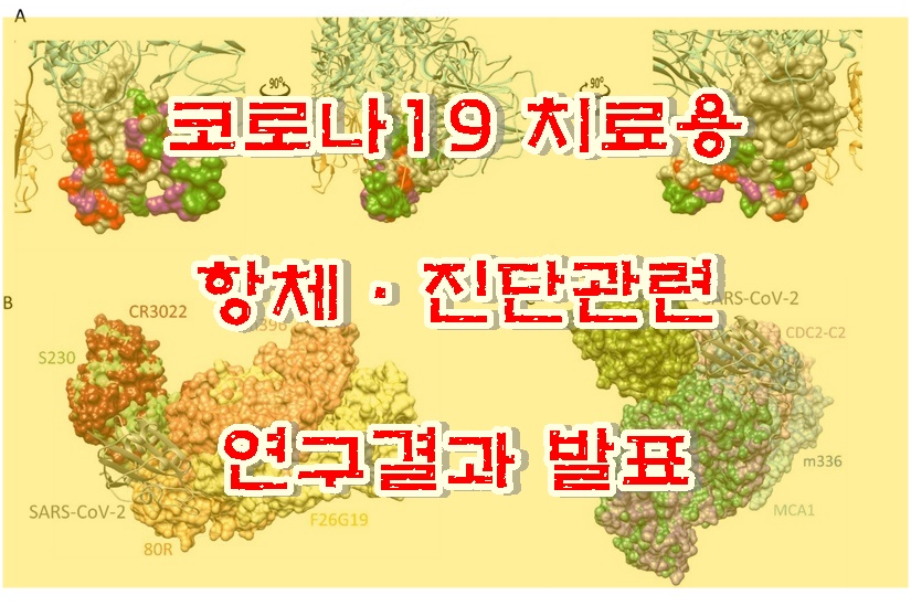  [코로나 항체] 코로나19 항체 융합연구단 연구결과 발표 - 코로나19 치료용 항체 및 진단 개발에 활용할 수 있는 연구 결과를 발표