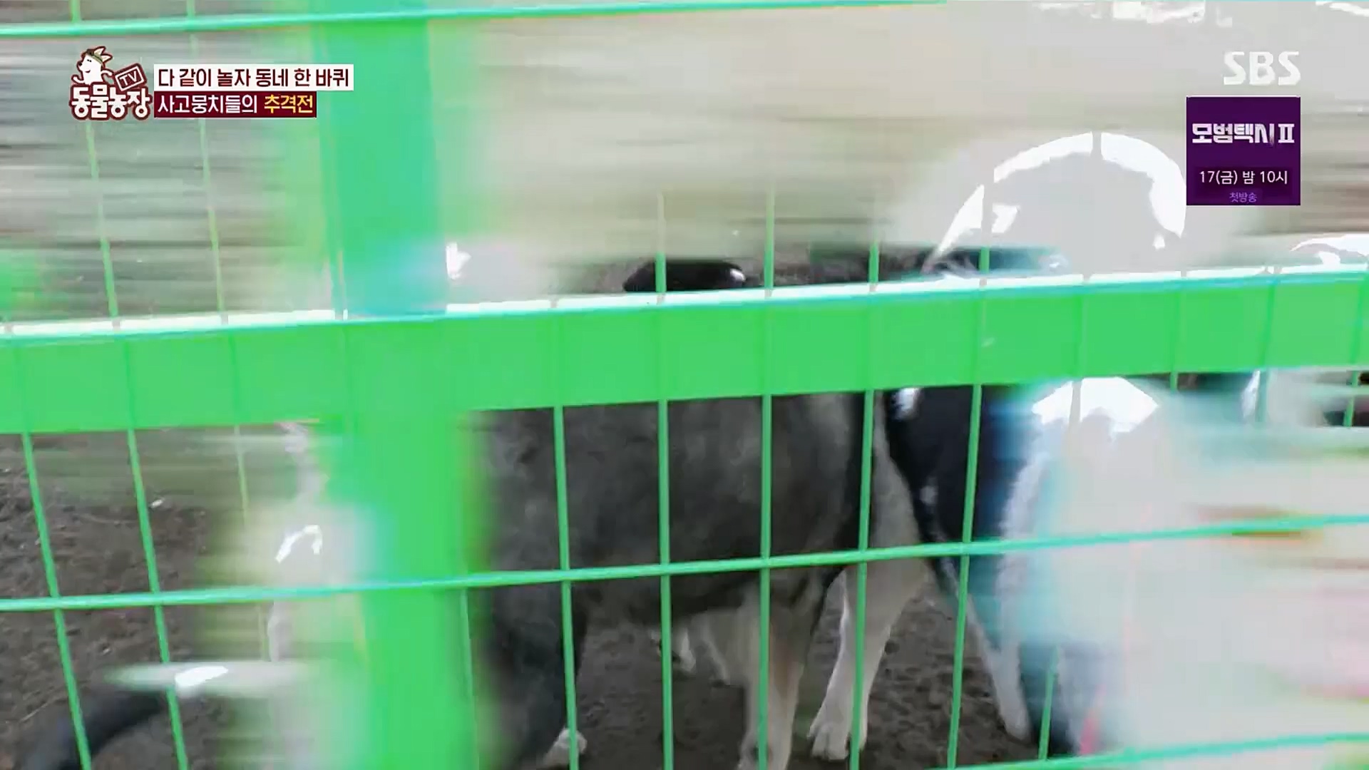 TV 동물농장.E1107.230205p.H264-F1RST.mp4_20230205_173959.400.jpg