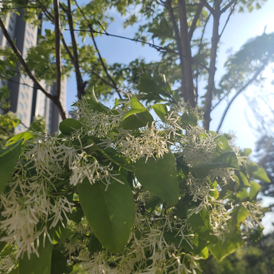 가로수, 흰 꽃, 잎사귀 나무를 아시나요? 8