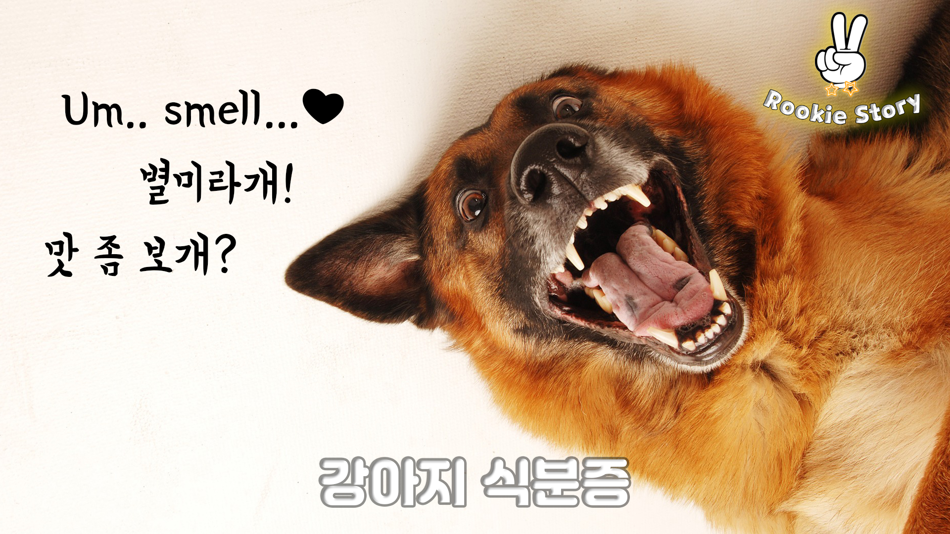  강아지 소변 대변 설사 식분증 알아보기