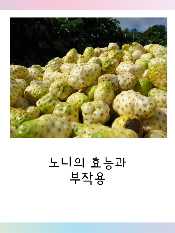  노니 효능과 부작용에 관하여