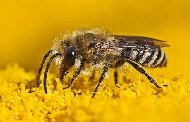 꿀벌-화분