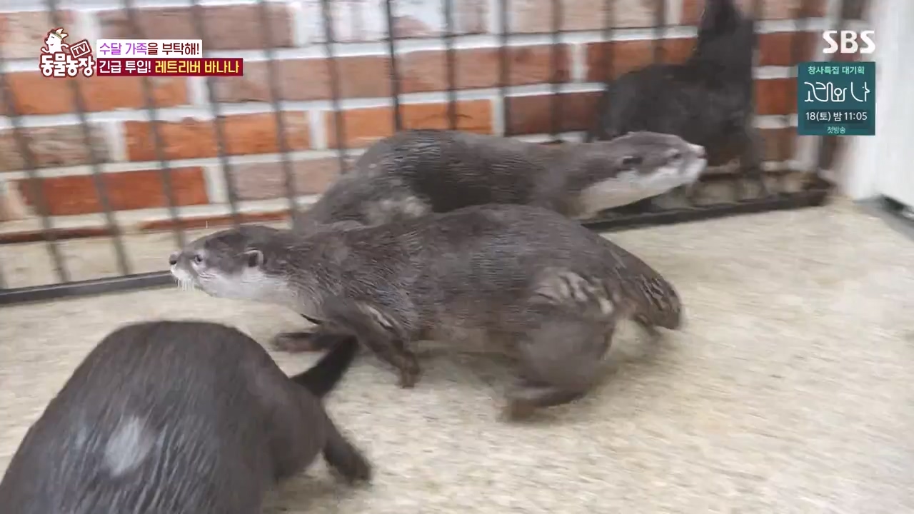 TV 동물농장.E1145.231113p-NEXT.mp4_20231112_173441.927.jpg