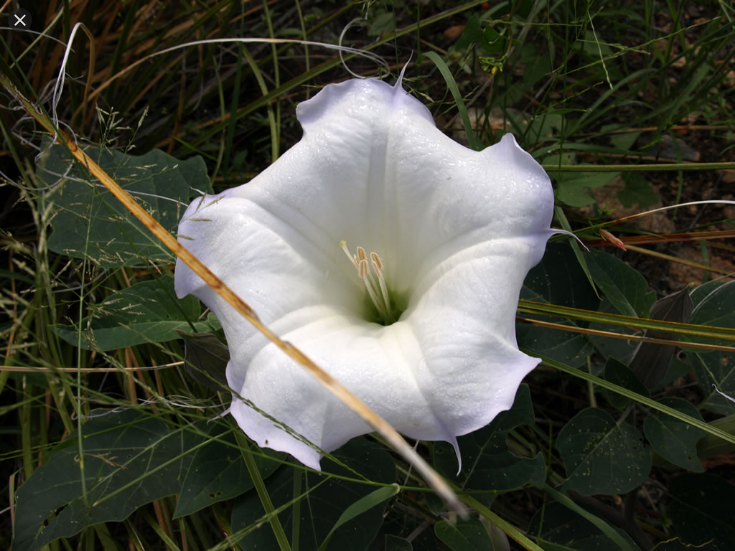  털독말풀 (DATURA WRIGHTII) 효능 및 부작용, 섭취법은?