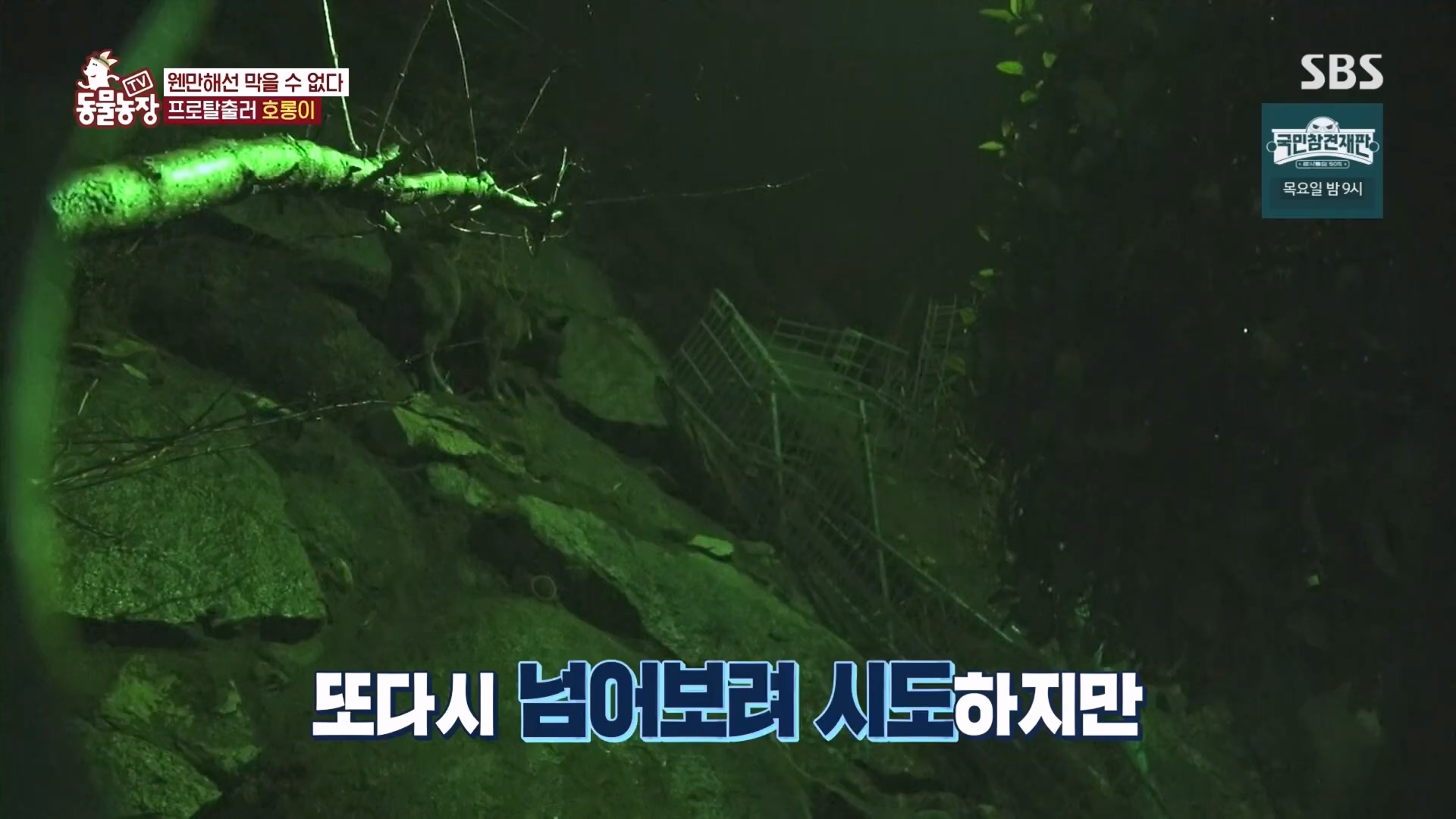 TV 동물농장.E1160.240225p.H264-F1RST.mp4_20240225_165133.323.jpg