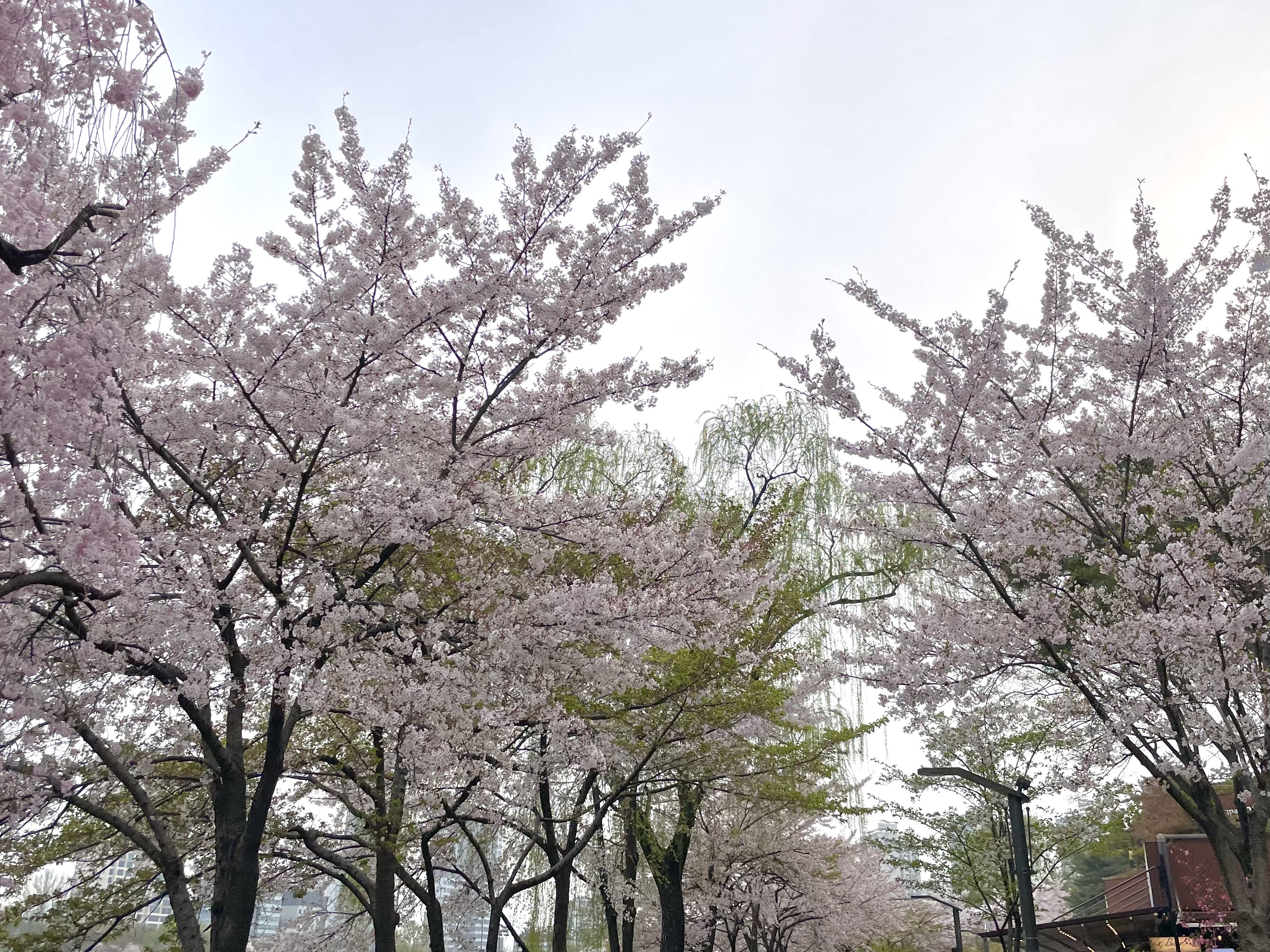 서울-벚꽃-명소