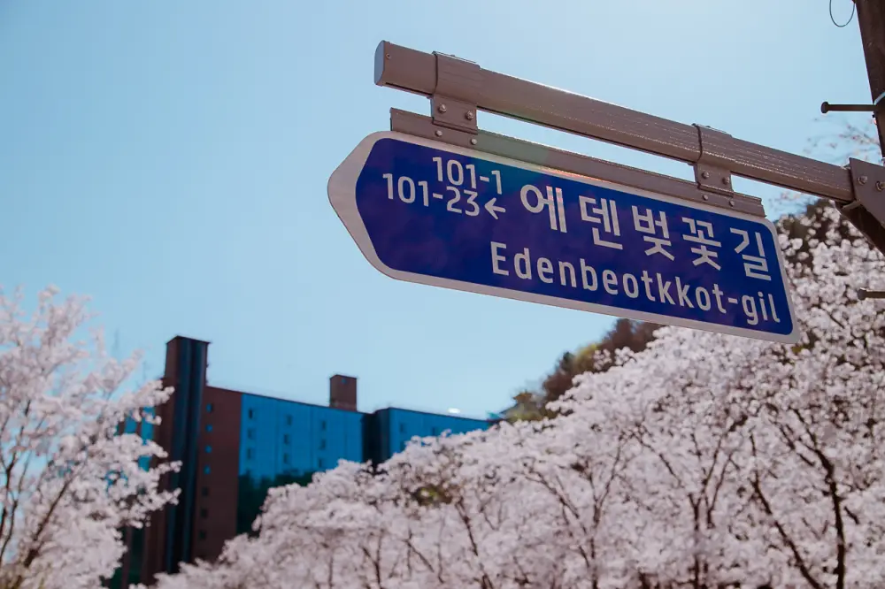  경기도 숨은 벚꽃 명소 "가평 에덴 벚꽃길 "