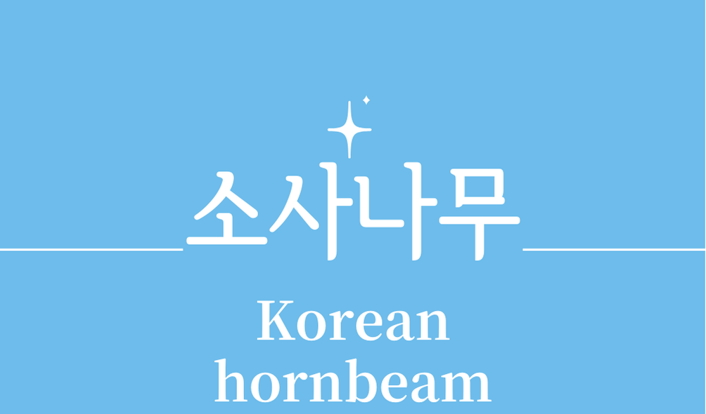 '소사나무(Korean hornbeam)'