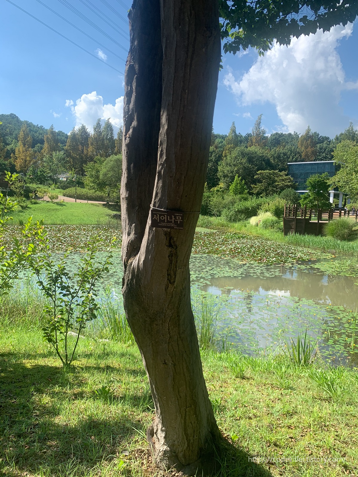  [황학산 수목원] 서어나무