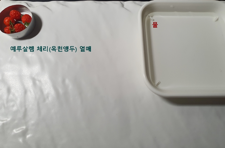 예루살렘 체리 열매 채집 준비