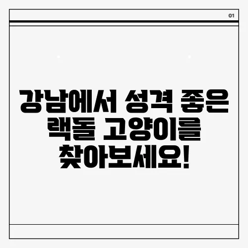 강남에서 성격 좋은 랙돌 고양이를 찾아보세요!