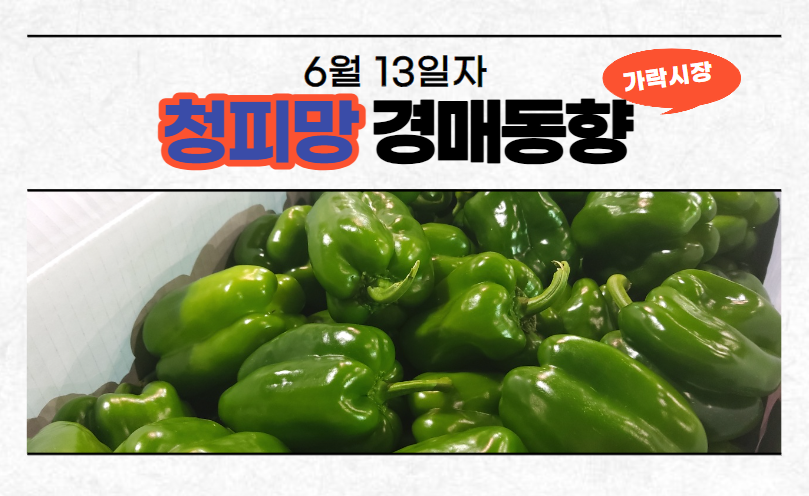  [경매사 일일보고] 6월 13일자 가락시장 청피망 경매동향을 살펴보겠습니다!