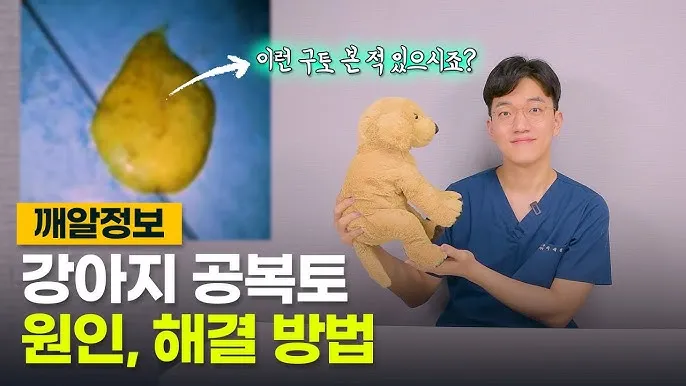강아지 토 색깔 증상 강아지 토하는 원인과 구토 종류별 건강상태 살펴보기_5