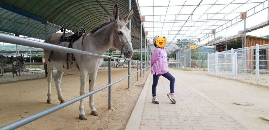 개과천선의 여행정보_강원도 홍천 동키마을 방문 후기 및 정보 (가족 나들이&#44; 아이들과 나들이&#44; 홍천 가볼만한 곳)