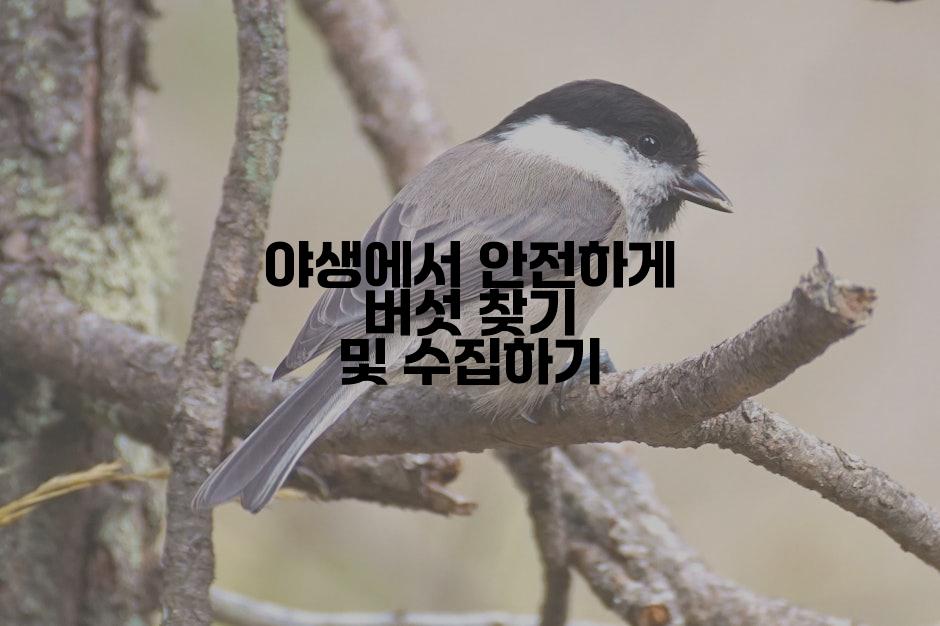 야생에서 안전하게 버섯 찾기 및 수집하기