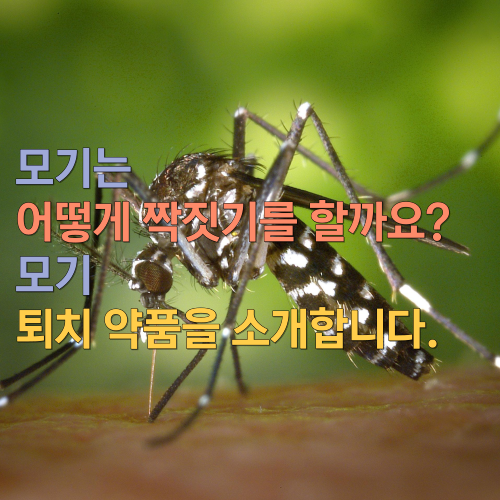  모기 어떻게 짝짓기를 할까요? 모기 퇴치 약품을 소개합니다.