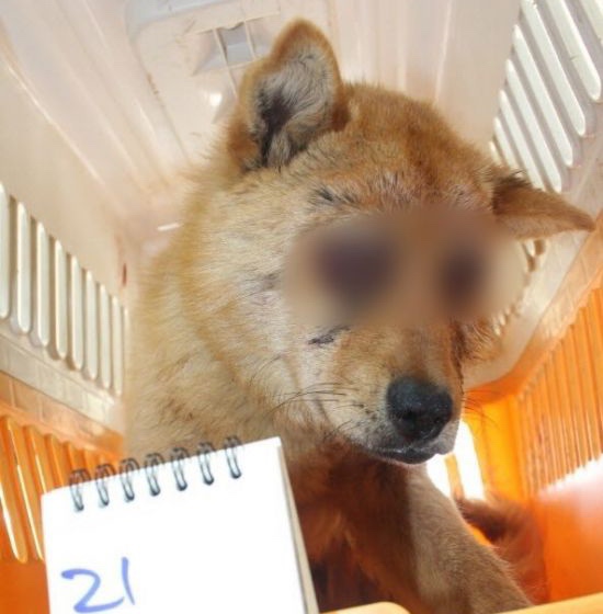 새끼 고양이 목줄 ⭐️ ‘두 눈 파인 유기견’ 이어 대구서 ‘사지 절단된 3