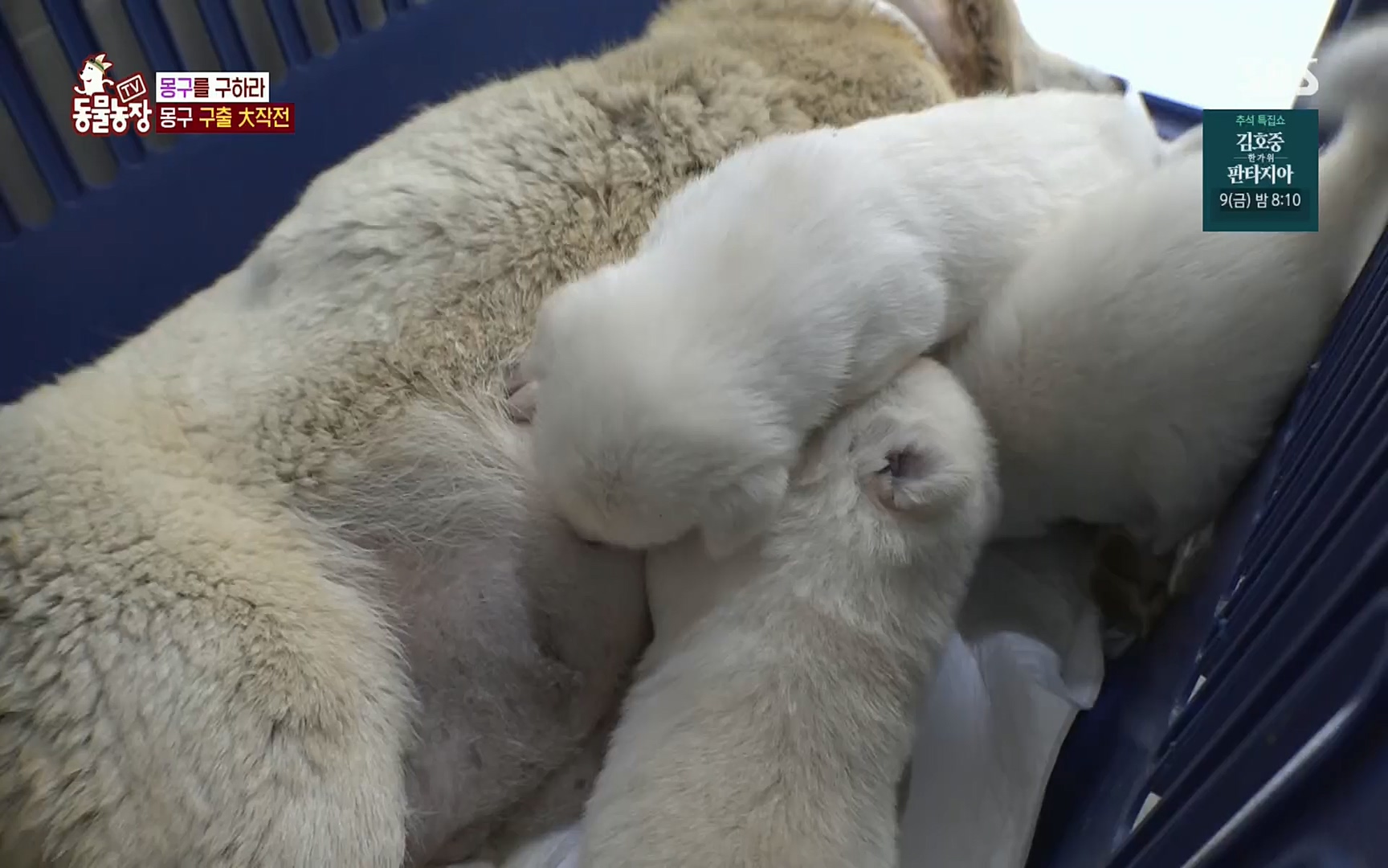 TV 동물농장.E1084.220828p.H264-F1RST.mp4_20220828_154103.492.jpg