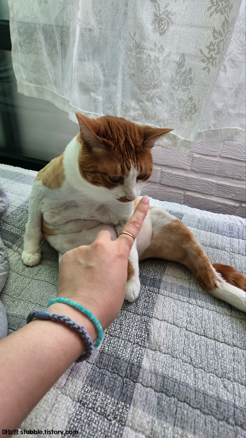 오랜만에 만난 고양이와 손가락으로 코인사를 하고 있다.