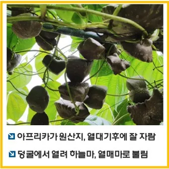 하늘마 가격 보관방법 요리법_12