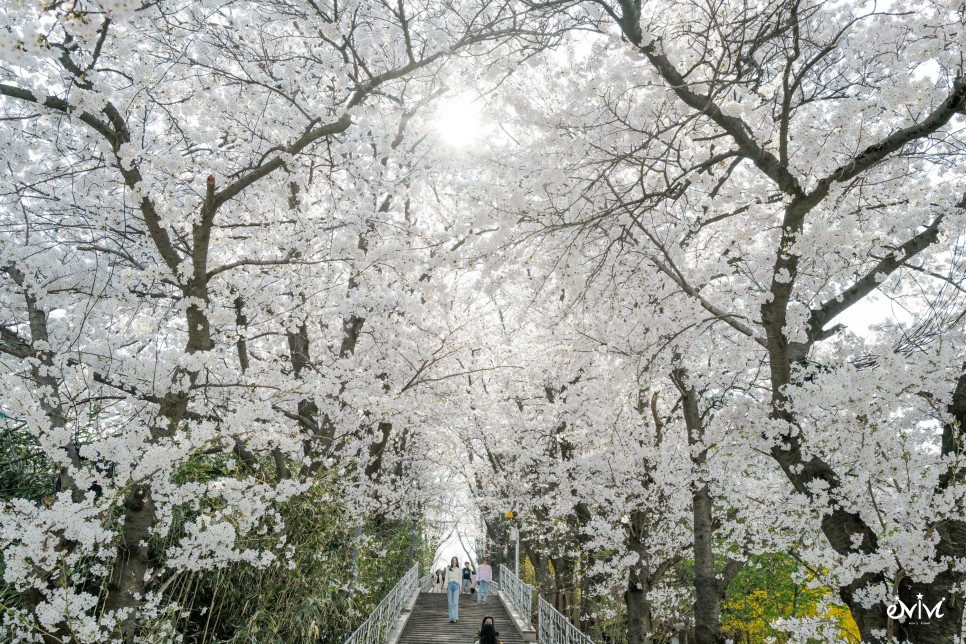 강릉 남선공원 벚꽂