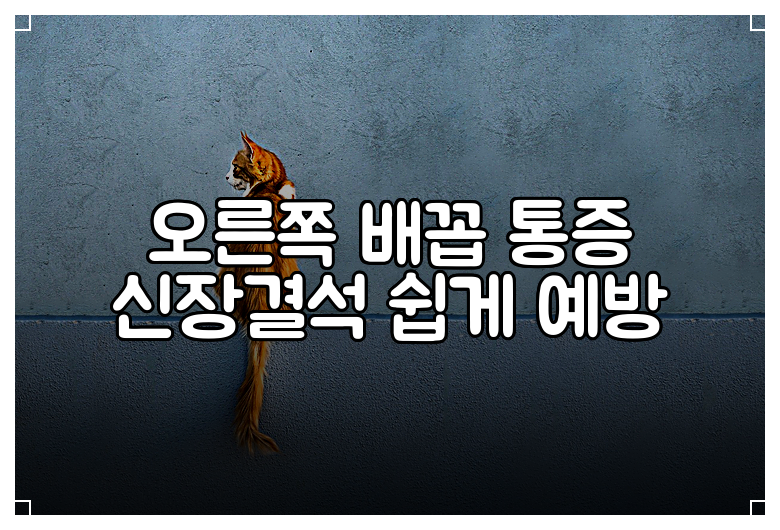 오른쪽 배꼽 통증 신장결석 쉽게 예방