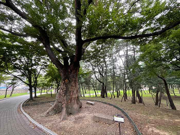 경주 대릉원 안 산책로에 매우 큰 가지를 가지고 있으며 엄청난 수령을 가졌을 것 같은 느티나무 사진.