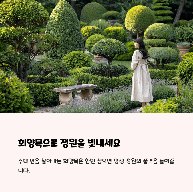 회양목