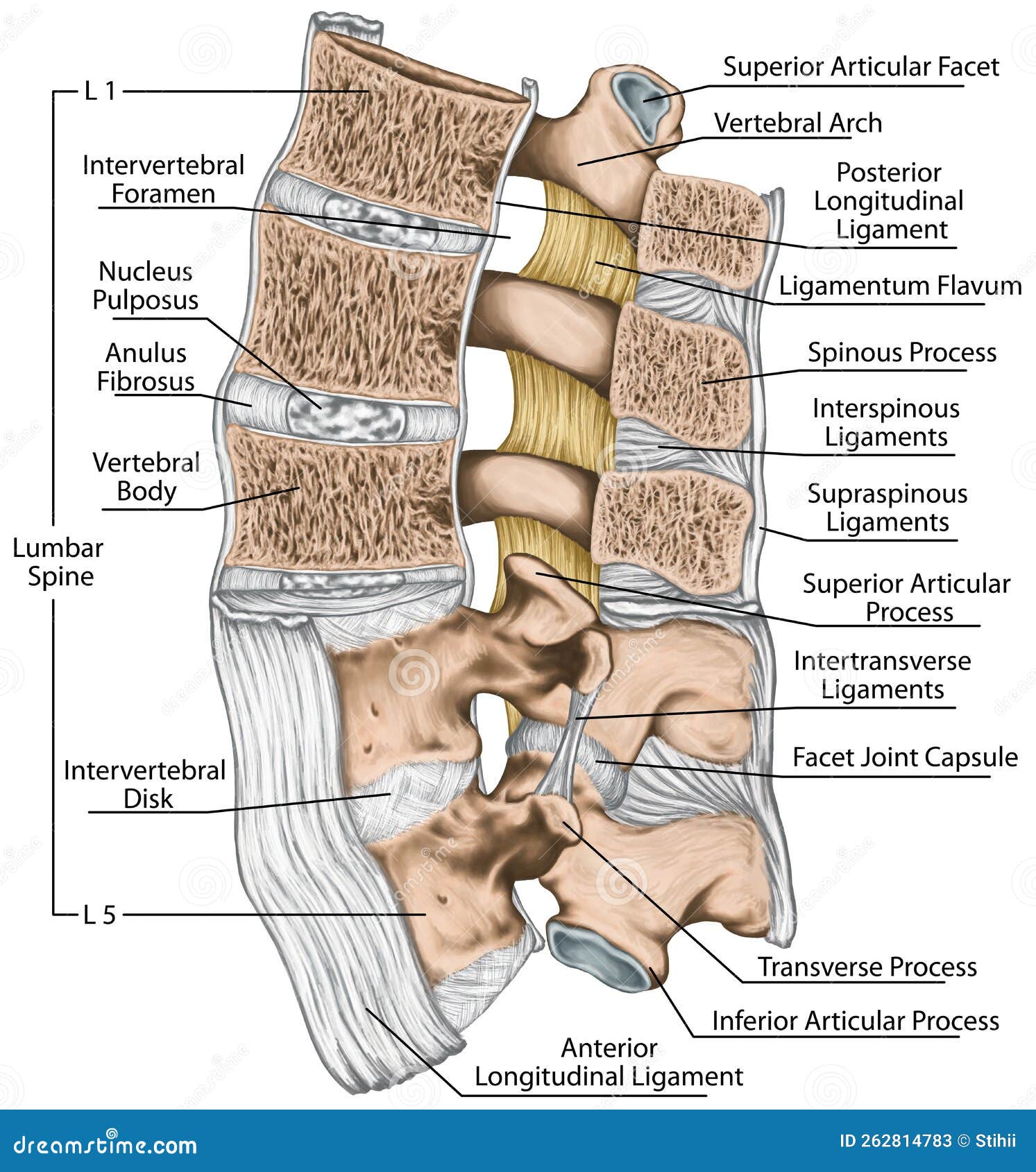 Spine Anatomy Dissectomy Laminectomy