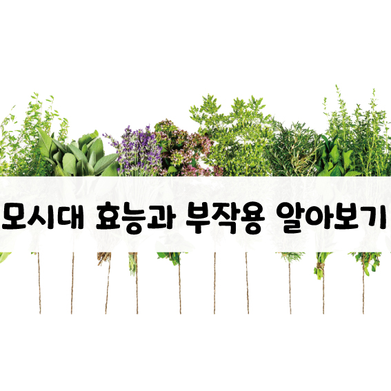 모시대 효능 보관 방법.