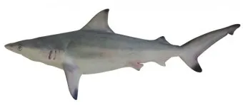 블랙샤크 이미지