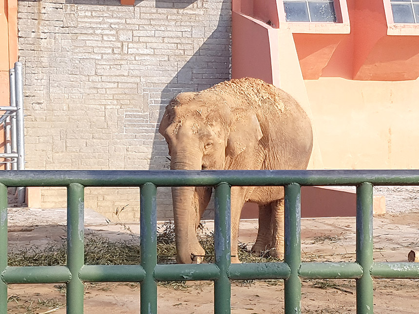 전주 동물원 코끼리