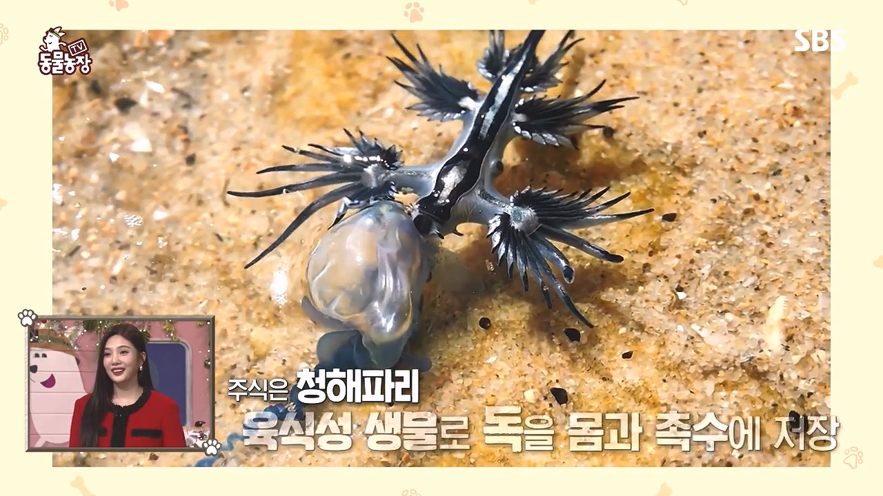 TV 동물농장.E1153.240108p-NEXT.mp4_20240107_170553.731.jpg
