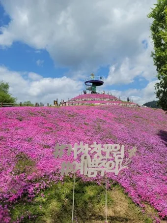 거창 창포원 노랑꽃창포 만개 시기와 관람 포인트_15