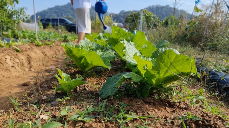  무배추 김장채소 심은 밭테크 투자수익률?