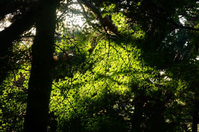 햇살에 반사되는 싱그러운&#44; 녹색의 단풍나무잎&#44;