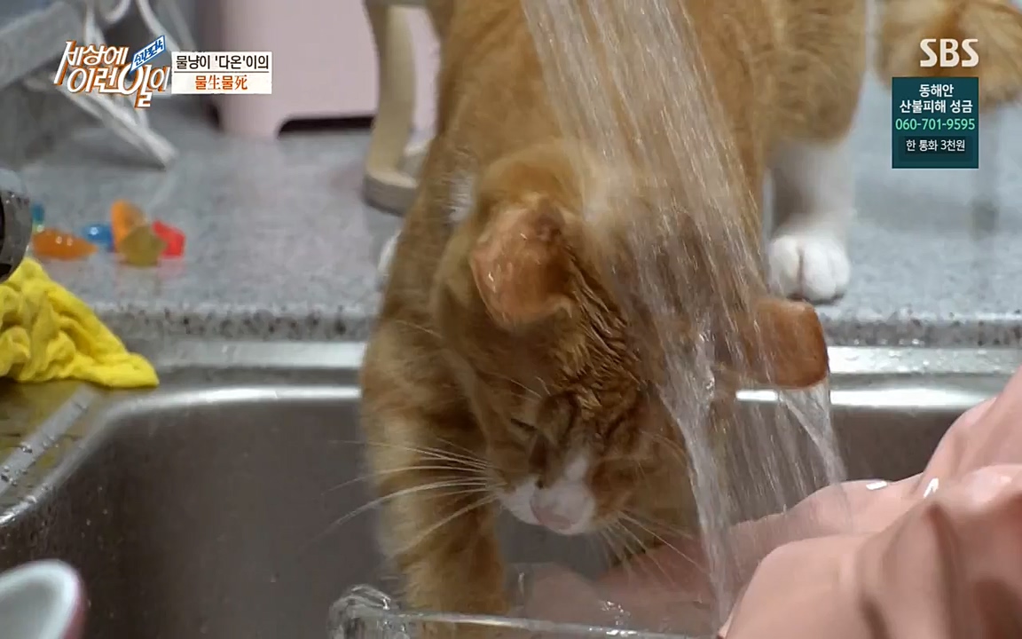 순간포착 세상에 이런일이.E1171.220316p-NEXT.mp4_20220316_184924.291.jpg
