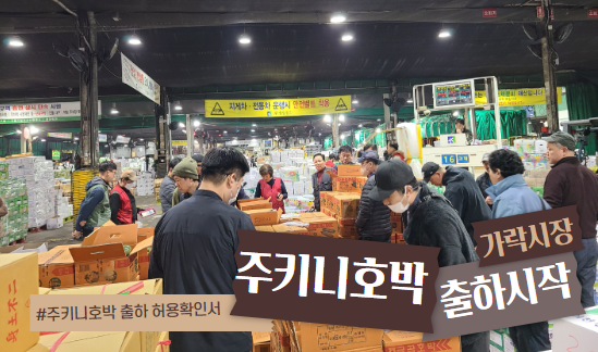  가락시장에 주키니호박 출하가 시작된 이후 일주일 근황은?