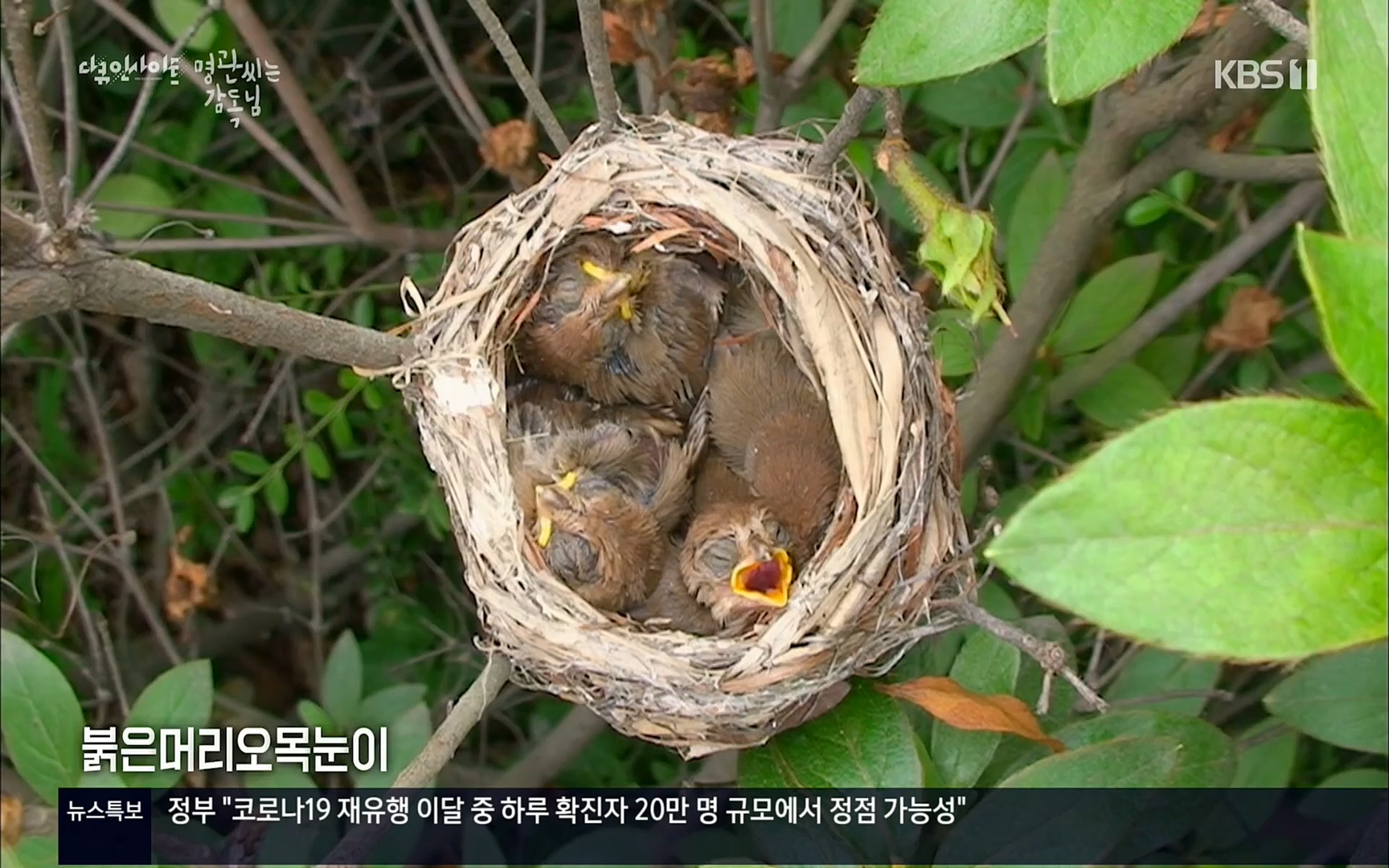 다큐 인사이트.E122.220825p.H264-F1RST.mp4_20220826_152317.274.jpg