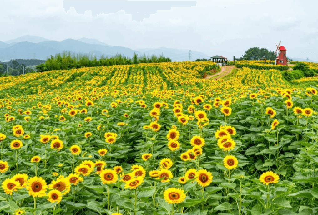 강주 해바라기 축제 