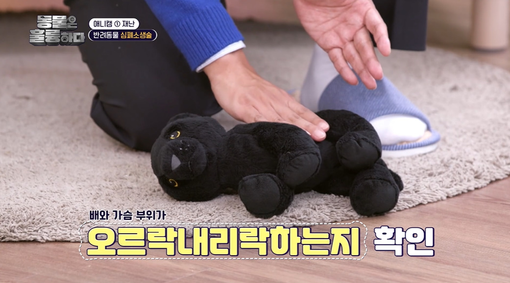반려인들은 알아두면 좋을 만한 정보들...jpg | 인스티즈
