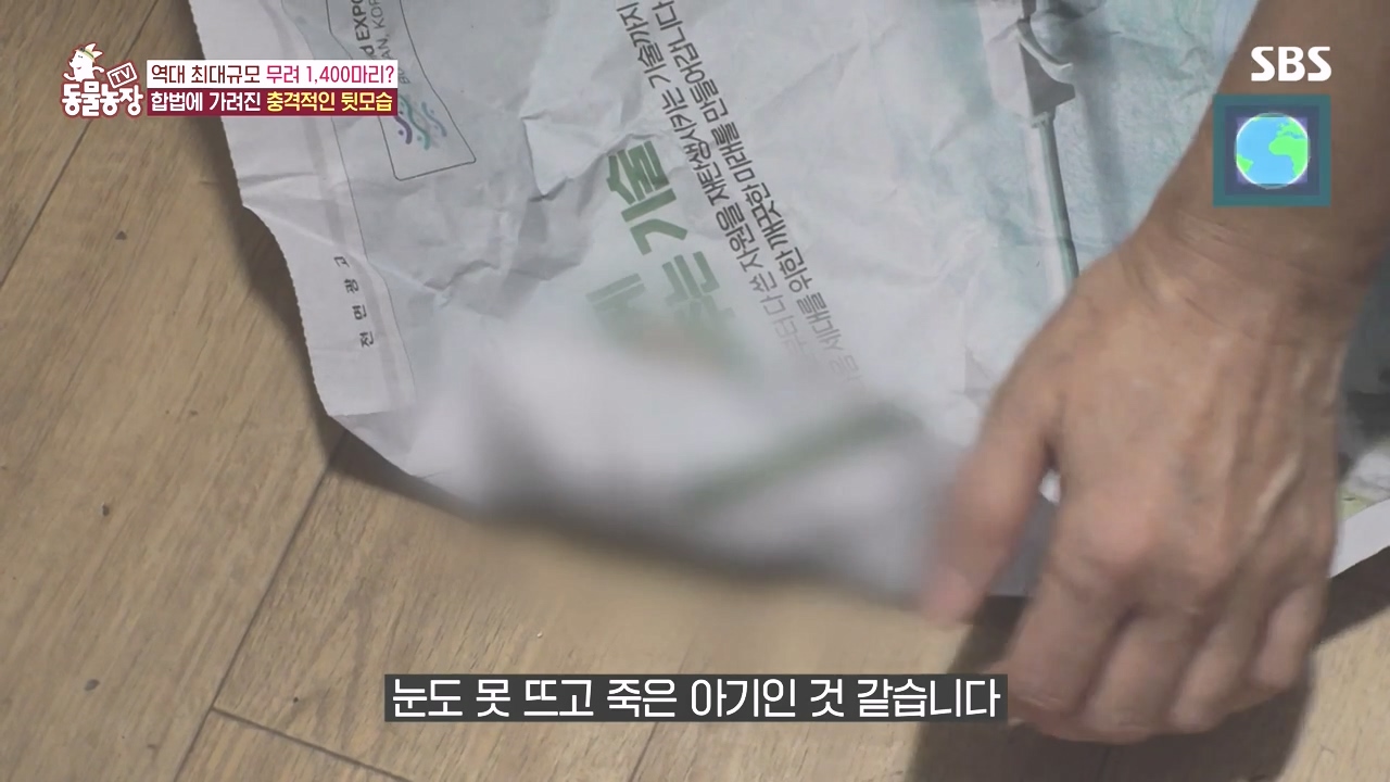 TV 동물농장.E1142.231023p-NEXT.mp4_20231022_172237.867.jpg
