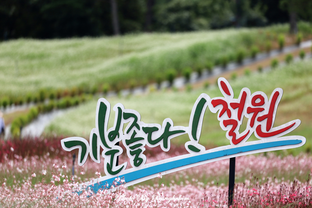  철원 고석정꽃밭 하얀 메밀꽃 눈내린 풍경